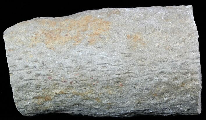Fossil Lycopod Tree Root (Stigmaria) - Oklahoma #53327